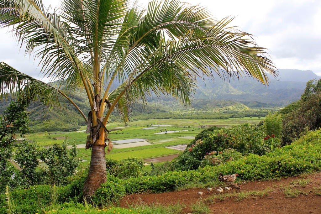 Kuhio Highway View Kuhio Highway View