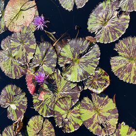 Naples Botanical Garden
