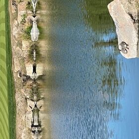 Turtles at the golf course