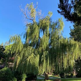 Another green court yard view