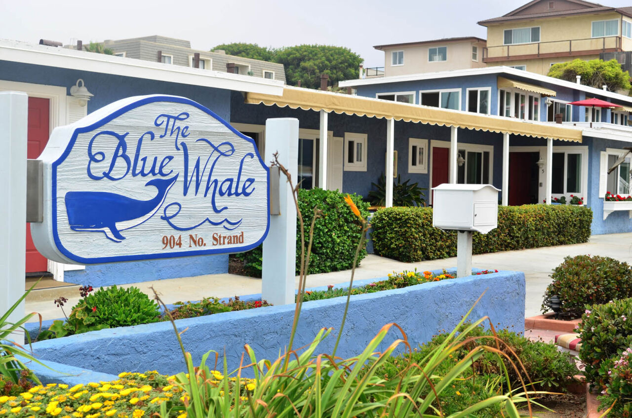 Blue Whale