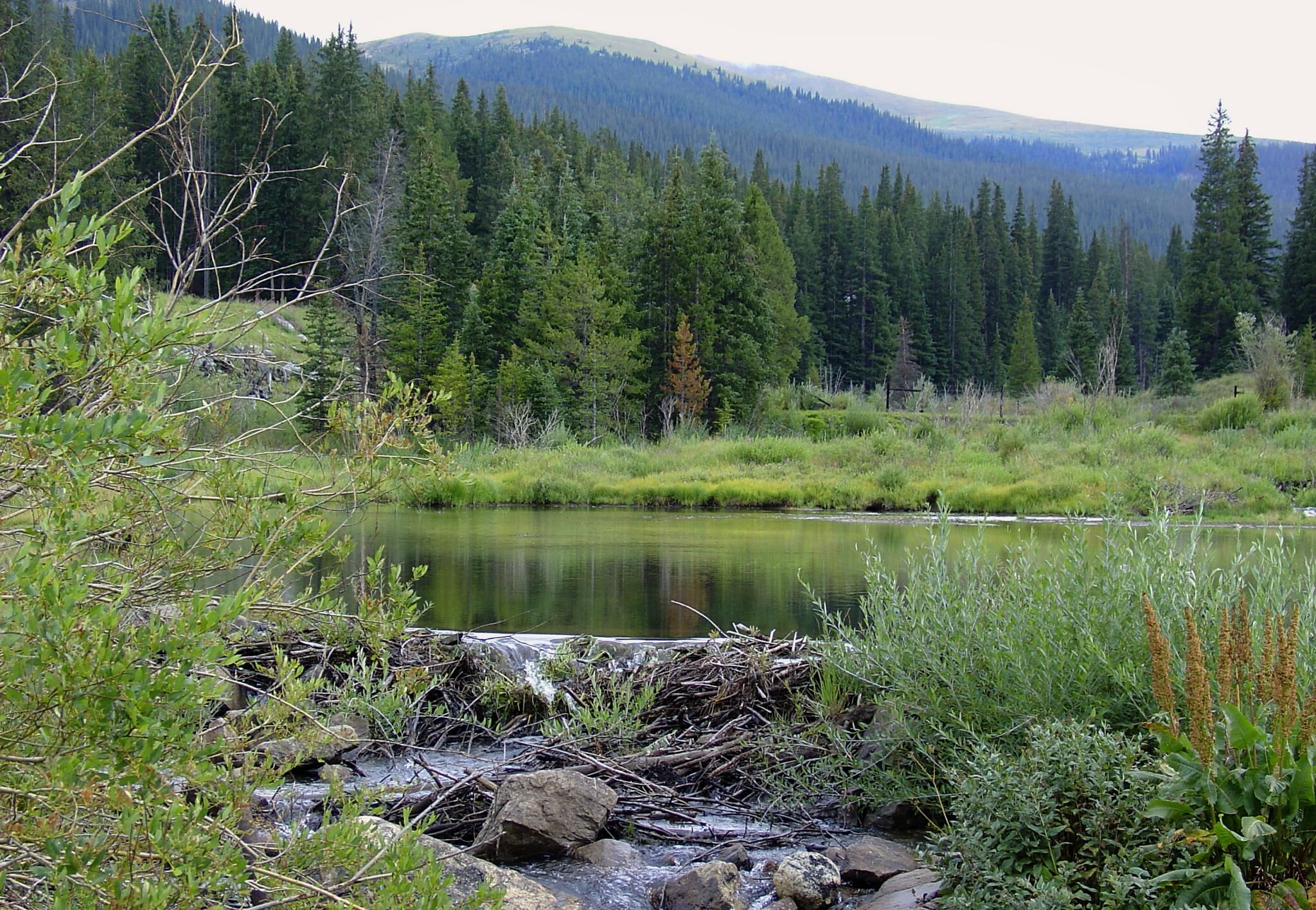 Beaver pond on site in summer