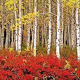 Victorian Village — Autumn Aspen