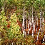 Victorian Village — Fall Aspen