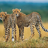 Sanbonani &mdash; African Wildlife