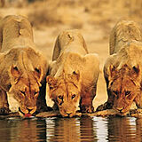 Sanbonani — African Wildlife