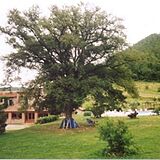 La Casella