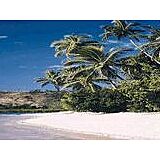 Fiji Palms