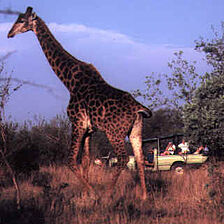Dikhololo — African Wildlife