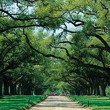 Ellington at Wachesaw Plantation East &mdash; - Grounds