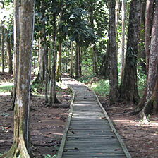Club Asia International - Bukit Saban Resort — Bukit Saban Resort - Jungle Walk Path