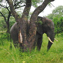 Sanbonani &mdash; African Wildlife