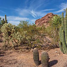Club Wyndham Orange Tree Golf Resort — Nearby Desert Hiking