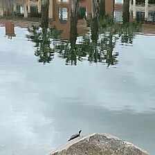 Turtles at the golf course lake