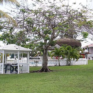 Ocean Reef Yacht Club & Resort — Grounds