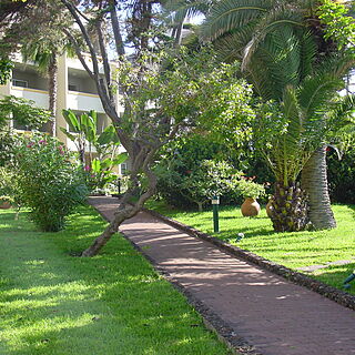 Carlton Palms — - Gardens