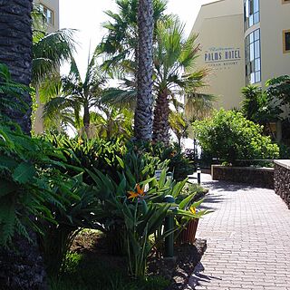 Carlton Palms