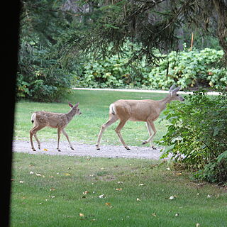 Glacier Wilderness Resort — Wildlife can be seen from the cabin