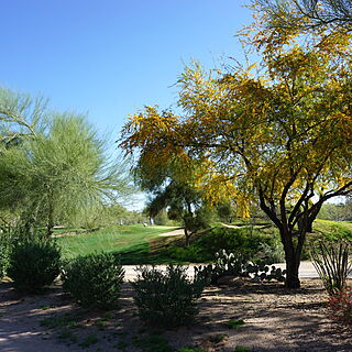 Marriott's Canyon Villas at Desert Ridge — Adjacent Wildfire Golf Course