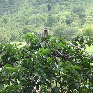 Sanbonani &mdash; African Wildlife