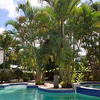 Playa Las Ballenas Residencia — Pool