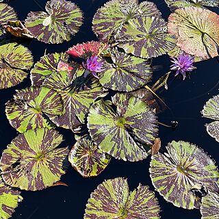 Naples Botanical Garden