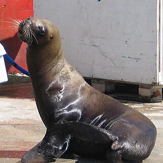 The Royal Sea Aquarium Resort — Sea Lion at Royal Sea Aquarium