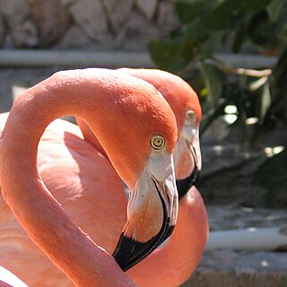 The Royal Sea Aquarium Resort — Falmingos at Royal Sea Aquarium