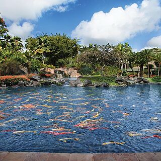 Marriott's Kauai Beach Club — Koi Pond