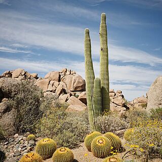 Sheraton Desert Oasis — Grounds