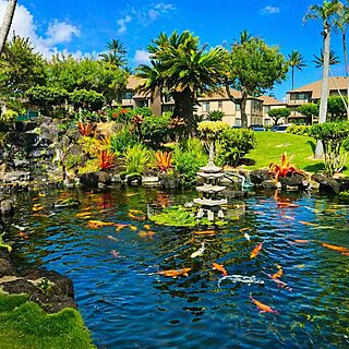 Pono Kai &mdash; Koi pond