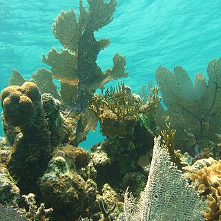 TradeWinds Cruise Club - Grenadines