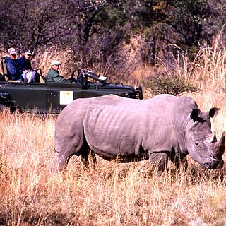 Mabula — A regular sight - White Rhino