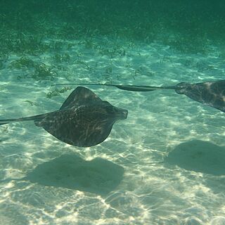 TradeWinds Cruise Club - Grenadines